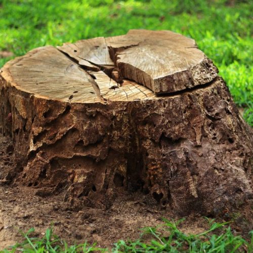 Stump Removal